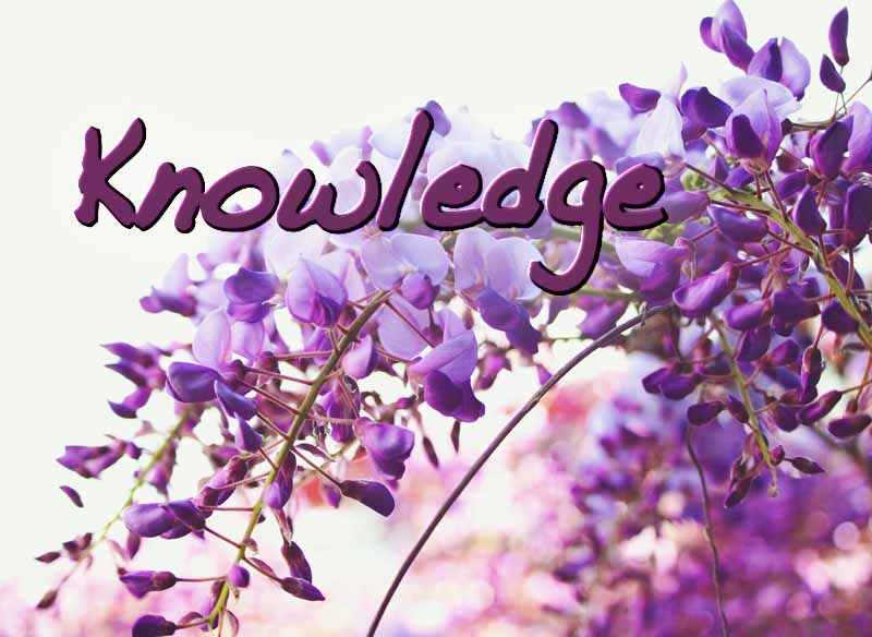 17th March 2023: Our Daily deLIGHT~6th Day-Knowledge