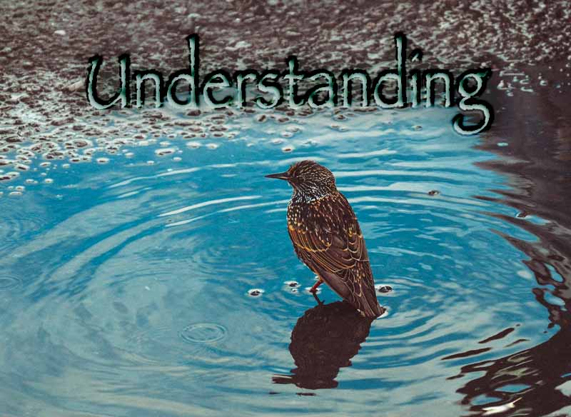 20th March 2023: Our Daily deLIGHT~2nd Day-Understanding